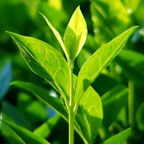 Tea Plant - Camellia Sinensis
